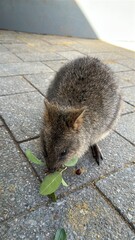 The Quokkas of Rottnest Island, Perth Western Australia