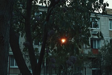 Sun peeking through trees between buildings at twilight