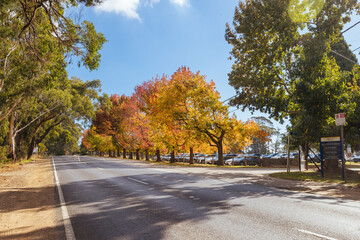 Fototapeta premium Autumn in Red Hill Australia
