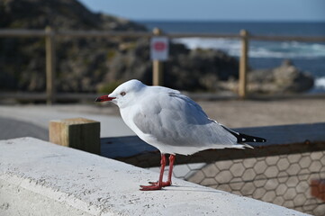 Rottnest Island, Australia – June 2, 2025: The Rottnest Island of Western Australia