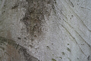 Makroaufnahme der Baumrinde einer alten Rotbuche (Fagus sylvatica)