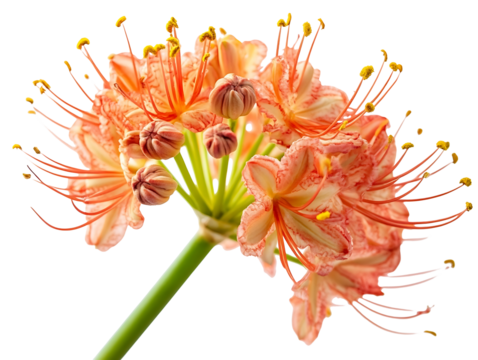 Orange flower cluster isolated on transparent background