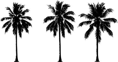 coconut palm trees
