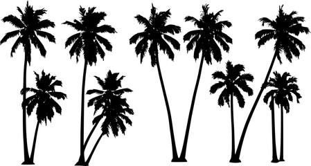 Fototapeta premium coconut palm trees 