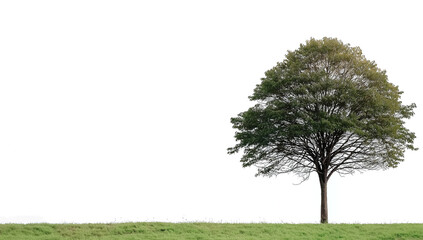 Single tree in grass with abstract background