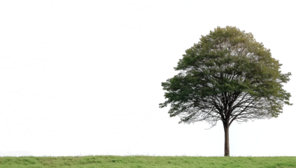 Single tree in grass with abstract background