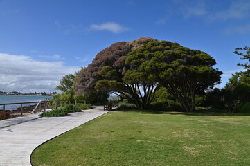 Penguin Island, Australia – May 31, 2025: The Penguin Island and Shoalwater of Rockingham, Perth