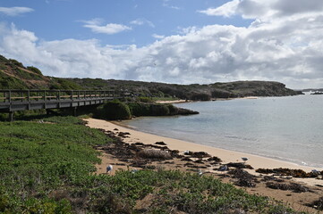 Penguin Island, Australia – May 31, 2025: The Penguin Island and Shoalwater of Rockingham, Perth