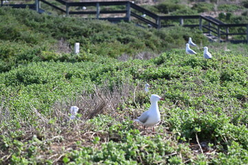 Penguin Island, Australia &ndash; May 31, 2025: The Penguin Island and Shoalwater of Rockingham, Perth
