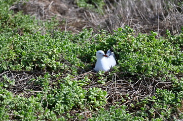 Penguin Island, Australia – May 31, 2025: The Penguin Island and Shoalwater of Rockingham, Perth