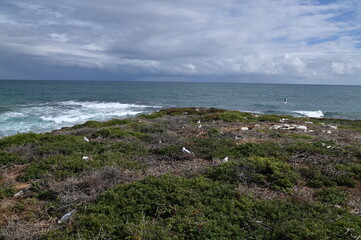 Penguin Island, Australia – May 31, 2025: The Penguin Island and Shoalwater of Rockingham, Perth