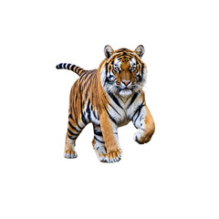 Obraz premium Tiger