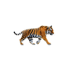 Obraz premium Tiger