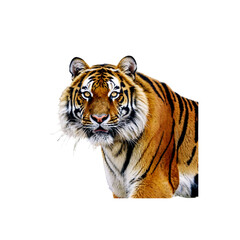 Fototapeta premium Tiger