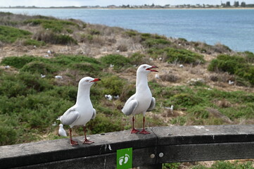 Penguin Island, Australia – May 31, 2025: The Penguin Island and Shoalwater of Rockingham, Perth
