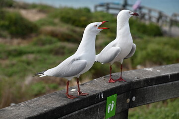 Penguin Island, Australia – May 31, 2025: The Penguin Island and Shoalwater of Rockingham, Perth