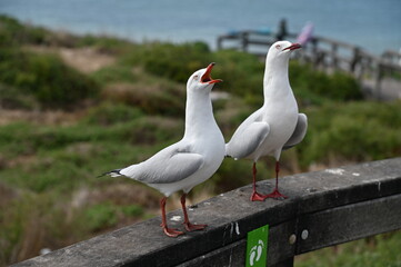 Penguin Island, Australia – May 31, 2025: The Penguin Island and Shoalwater of Rockingham, Perth
