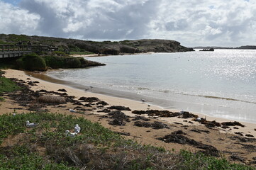Penguin Island, Australia – May 31, 2025: The Penguin Island and Shoalwater of Rockingham, Perth