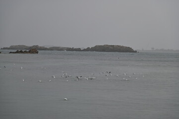 Penguin Island, Australia – May 31, 2025: The Penguin Island and Shoalwater of Rockingham, Perth
