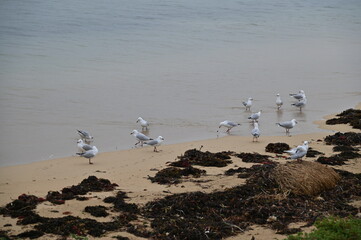 Penguin Island, Australia – May 31, 2025: The Penguin Island and Shoalwater of Rockingham, Perth