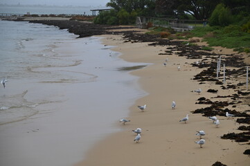 Penguin Island, Australia – May 31, 2025: The Penguin Island and Shoalwater of Rockingham, Perth