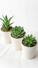 Indoor Ornamental Plants with Clean White Background 