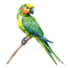 watercolor of Carolina Parakeet, vector high quality, isolated on a white background.