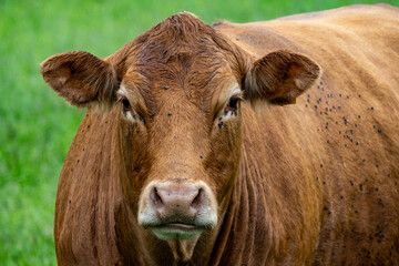 Close-Up Portrait of Brown Cow with Flies – Realistic Farm Animal Image from Organic Rural Pasture