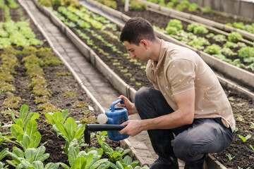 caucasian adult male teacher watering lettuce plants with blue watering can in school greenhouse while participating in hands-on agriculture training session for student farming education