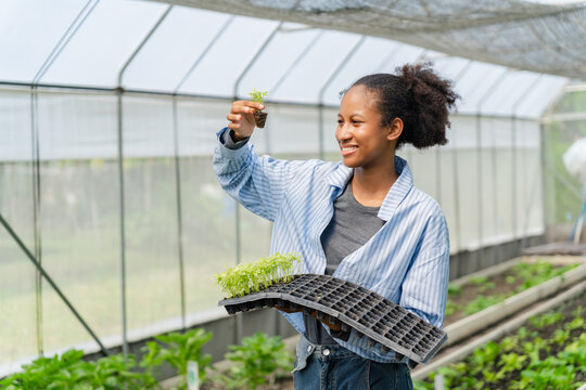 Young black woman working in a greenhouse, holding trays of seedlings to grow and care for greens. Farmers and students involved in sustainable agriculture. - Powered by Adobe