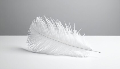 White Ostrich Feather On White Background