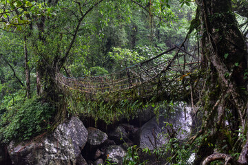 Root bridge spans a rocky stream, surrounded by lush green trees In Meghalaya. 
