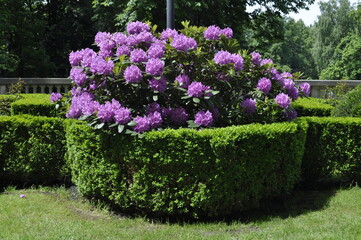 Purple rhododendron blossoms in the park.