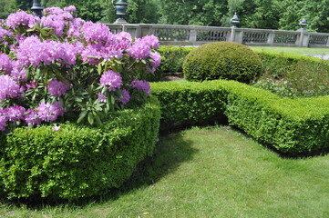 Elegant Rhododendron and Boxwood Symmetry Garden Border