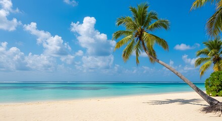 Peaceful beach with palm trees and sky