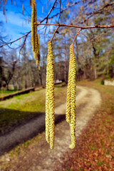 Close up of a group of catkins in a woodland setting
Catkins in Spring