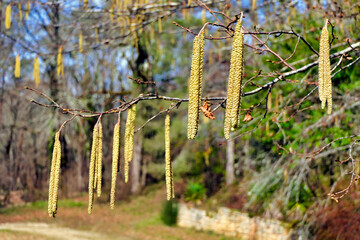 Close up of a group of catkins in a woodland setting
