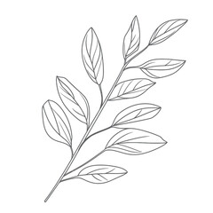Minimalist line art bay laurel branch with elongated leaves isolated on white background botanical illustration for decoration or design use vector drawing