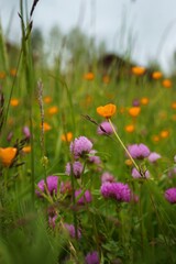 Field flowers in a wild meadow
Colorful meadow flowers and grasses on a summer day evoke natural freshness and tranquility.