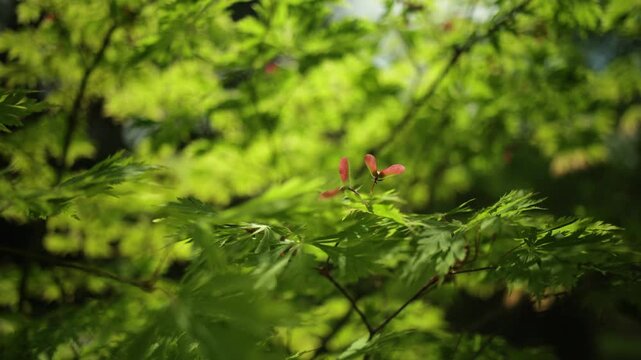 Japanese maple, Young leaves and blooming in the spring day