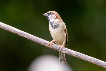 The sparrow also know as Pardal or Gorrion singing perched on the branch. Species Passer domesticus. Animal world. Birdwatching