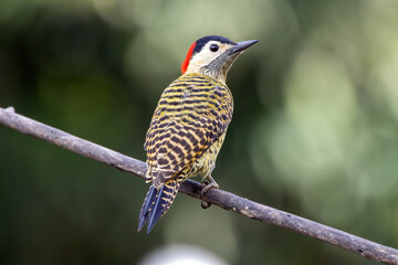 A Green-barred woodpecker also know as Pica-pau or Carpintero perched on the branch. Species Colaptes melanochloros. Birdwatching. Birding. Bird lover