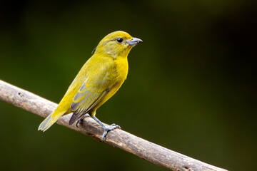 A Violaceous Euphonia also know as gaturamo perching in a branch tree.  Green background, Species Euphonia violacea. Birdwatching. Animal world. Yellow bird.
