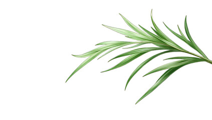 Fototapeta premium Close-up of a stylized plant leaf