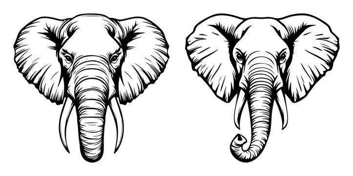 realistic elephant head line art vector