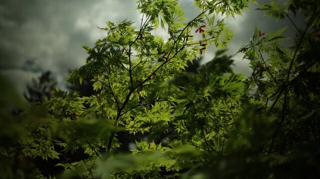 Japanese Maple, young leaves and blooming on a spring, cloudy and windy day