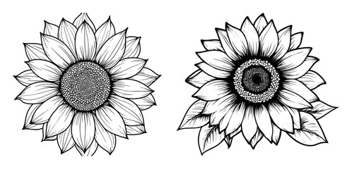 realistic sunflower head botanical vector illustration