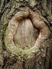 natural background of tree trunk with closed hollow close up