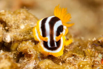 Mozambique, Maputo, Ponta do Ouro, Nudibranch, Sea Slug (Chromodoris quadricolor)