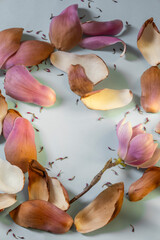 magnolia petals and flowers on blue paper background